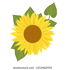 hand drawn sun flower illustration