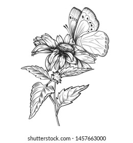 Hand drawn sunflower with butterfly. Vintage pen and ink flower illustration. Botanical design.