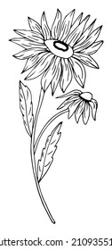 Handgezeichnete Sonnenblume oder Kamillenblumenübersicht. Vektorgrafik farblos.
