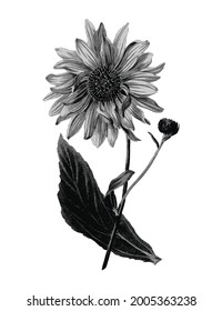 Diseño de girasol dibujado a mano descarga gratuita Es perfecto para telas, camisetas, tazas, calcomanías, almohadas, logotipo, patrón y mucho más!
