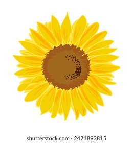 Hand drawn sunflower in detail vector