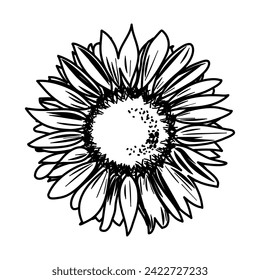 Hand drawn sunflower in detail vector