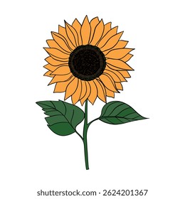 Hand drawn Sunflower flower blooming. Botanical summer yellow flowers plant