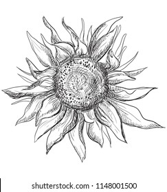 Hand drawn Sunflower flower. Vector monochrome illustration isolated on white background.