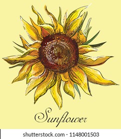 Hand drawn sunflower flower. Vector colorful illustration isolated on yellow background.