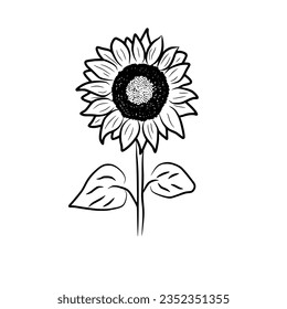 Hand Drawn Sunflower Flower Vector