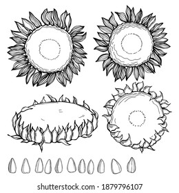 Hand drawn sunflower.  Flowers and seeds.  Vector sketch illustration