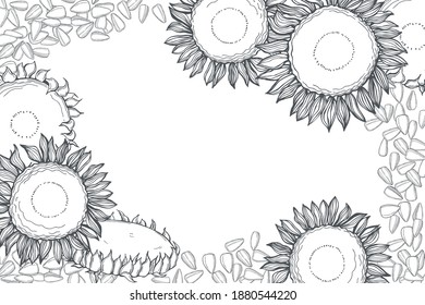 Hand drawn sunflower .  Flowers and seeds.  Vector background. Sketch  illustration.  