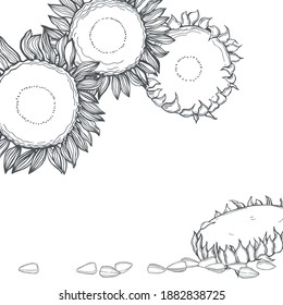 Hand drawn sunflower .  Flowers and seeds.  Vector background. Sketch  illustration.  
