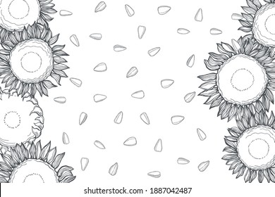 Hand drawn sunflower .  Flowers and seeds.  Vector background. Sketch  illustration.  