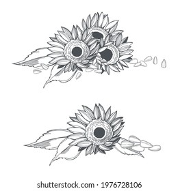 Hand drawn sunflower.  Flowers and seeds.  Vector sketch illustration
