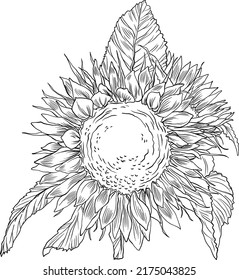 Hand drawn sunflower graphic line