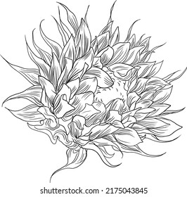 Hand drawn sunflower graphic line