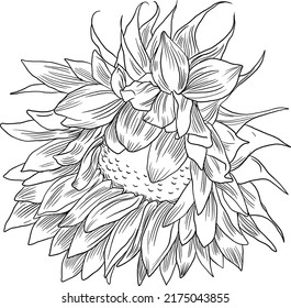 Hand drawn sunflower graphic line