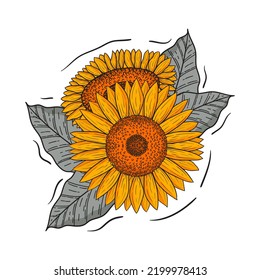 Hand drawn sunflower illustration for stickers, room accessories, clothing and cards, sunflower vector design