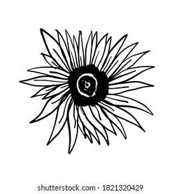 Hand drawn sunflower illustration for tattoo, pattern, poster