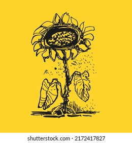 Hand drawn sunflower isolated from background. Vector floral element.