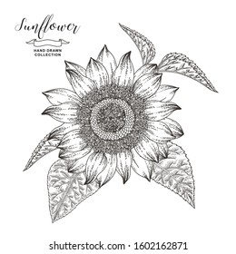 Hand drawn sunflower isolated on white background. Autumn flower. Vector illustration botanical. Vintage engraving style. Black and white.