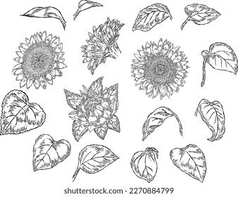 Hand drawn Sunflower isolated on white background. Vector illustration in retro style.

