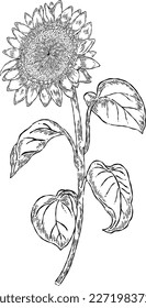 Hand drawn Sunflower isolated on white background. Vector illustration in retro style.
