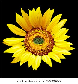 Hand drawn sunflower isolated on black background vector illustration.
