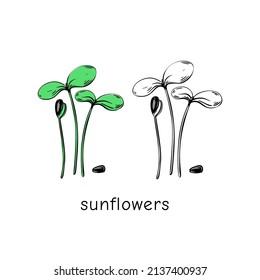 Microvegetales de girasol dibujados a mano. Ilustración vectorial en el estilo de esbozo aislado en el fondo blanco.