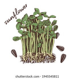 Hand drawn sunflower microgreens. Healthy food