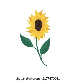 Hand Drawn Sunflower On Stem Leaves Stock Vector (Royalty Free ...