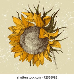 hand drawn sunflower in retro style