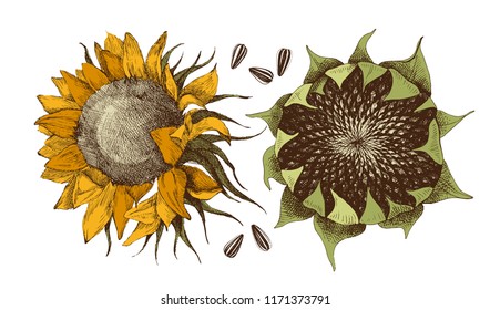 Hand drawn sunflower with ripe seeds. Vector illustration in retro style