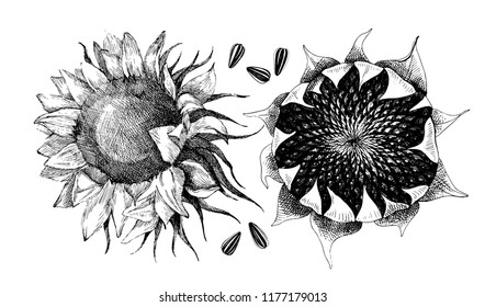Hand drawn sunflower with ripe seeds. Vector illustration in retro style