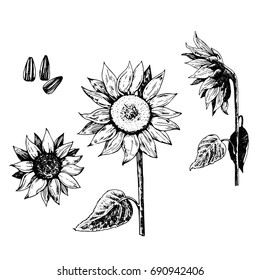 Hand drawn sunflower seed and flower vector set. 