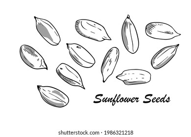 Hand drawn sunflower seeds with shadows. Outline style, vector ink drawing illustration on isolated background.