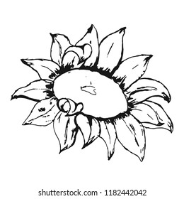 Hand drawn sunflower. Vector illustration.