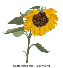 Handgezeichnete Sonnenblume. Moderne Vektorgrafik.