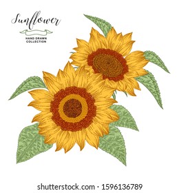 Hand drawn sunflowers isolated on white background. Autumn flower composition. Oil plants. Vector illustration botanical. Vintage engraving style.