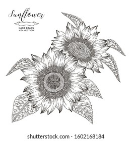 Hand drawn sunflowers isolated on white background. Autumn flower composition. Oil plants. Vector illustration botanical. Vintage engraving style. Black and white.