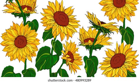 Hand drawn sunflowers and leaves isolated on white background vintage sketch vector