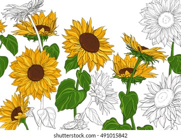 Hand drawn sunflowers and leaves isolated on white background vintage sketch vector