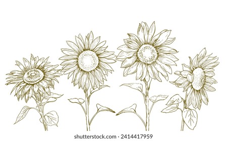 Girasoles dibujados a mano con hojas en línea. Ilustración del vector