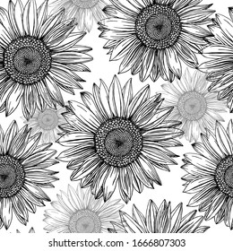 Hand drawn sunflowers in a seamless pattern. Black outlines isolated on a white background. Floral sketch. Black and white clipart. Realistic freehand drawing with pen and ink.