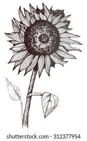 Hand drawn sunflowers. Sketch of a flower with a stem and leaves. For advertising, design, packaging.