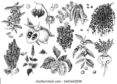 Plantas de superalimentos extraídas a mano - acai, guarana, goji, camu camu, quinua, carob, chia, noni, lucuma, maca y fisalis. Esbozo vectorial en estilo retro. Plantilla de diseño. Ideal para el diseño de paquetes