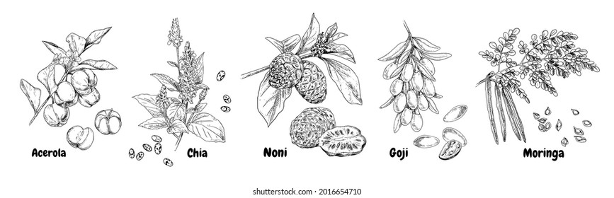 Hand drawn superfood plants - acerola, chia, noni, goji and moringa. Vector sketch in retro style isolated on white background.