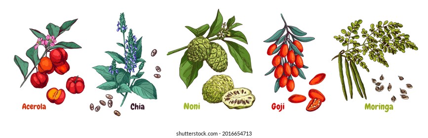 Hand drawn superfood plants - acerola, chia, noni, goji and moringa. Vector sketch in retro style isolated on white background.