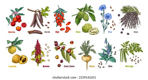 Hand drawn superfood plants - acerola, carob, goji, noni, flax, acai, lucuma, quinoa, camu camu, maca, chia and moringa. Vector illustration isolated on white background.