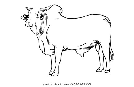 hand drawn superior bull with separate white background