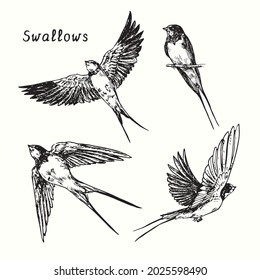 Hand drawn swallow bird flying collection. Ink black and white drawing  illustration