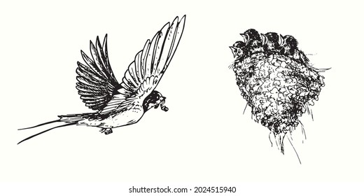 Hand drawn swallow flying to feed chicks in nest. Ink black and white drawing  illustration