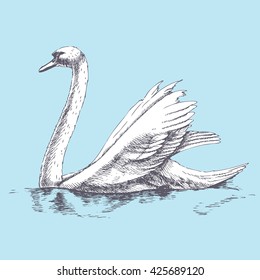 Hand drawn swan. Realistic vector illustration for your design.
